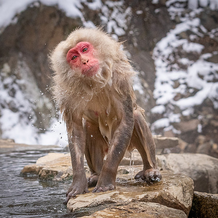 Snow Monkeys -41