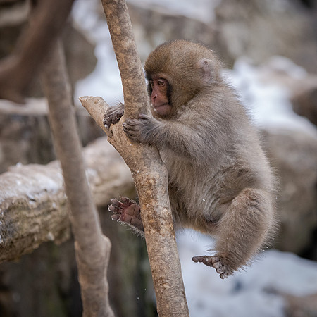 Snow Monkeys -47