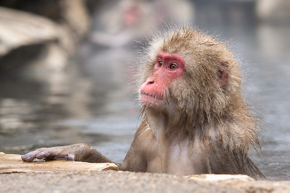 Snow Monkeys -35