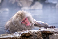 Snow Monkeys -15