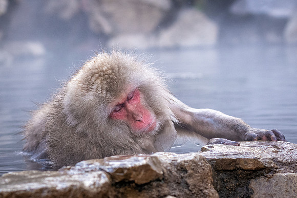 Snow Monkeys -15