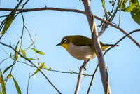 Madagascar White Eye