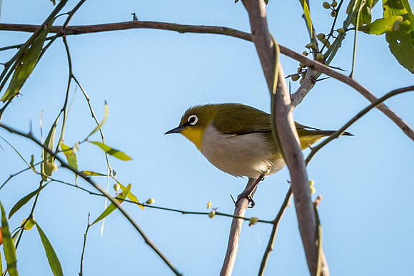 Madagascar White Eye