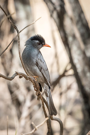 Madagascar Bulbul