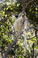 Verreaux's Sifaka