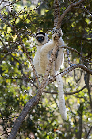 Verreaux's Sifaka