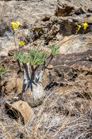 Elephant's Foot Plant