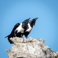 Pied Crows