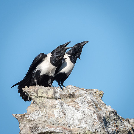 Pied Crows