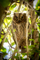 Madagascar Scops Owl