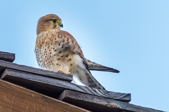 Madagascar Kestrel