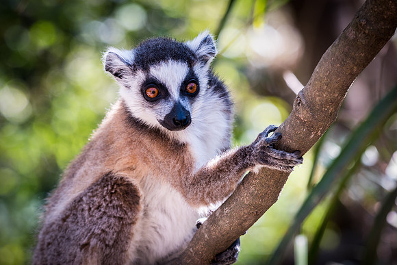 Ring Tailed Lemur