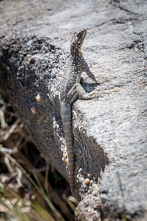 Grandidier's Madagascar Swift Oplurus