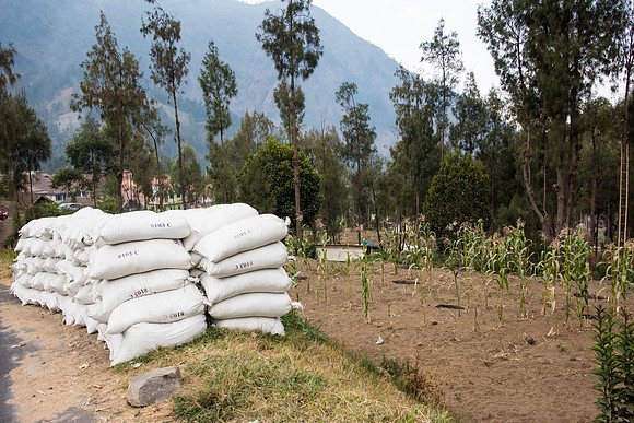Wonotoro near Mt. Bromo. Potatoes Ready to Plant