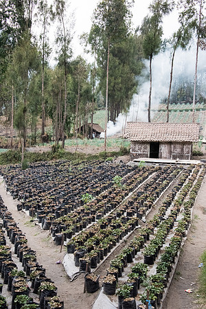 Wonotoro near Mt. Bromo. Strawberry Pots - 3