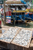 Drying Fish in the Sun on Trays -1