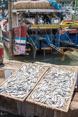 Drying Fish in the Sun on Trays -1