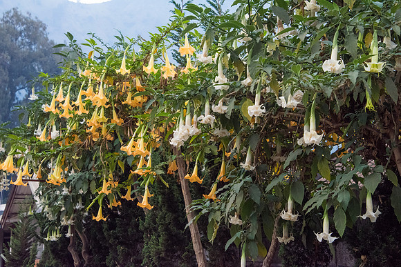 Bell Flowers