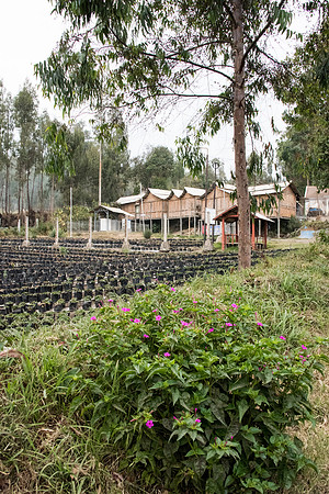 Wonotoro near Mt. Bromo. Strawberry Pots - 4
