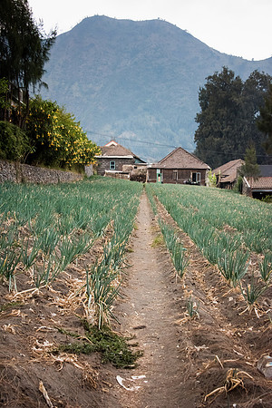Wonotoro near Mt. Bromo. Onion Field