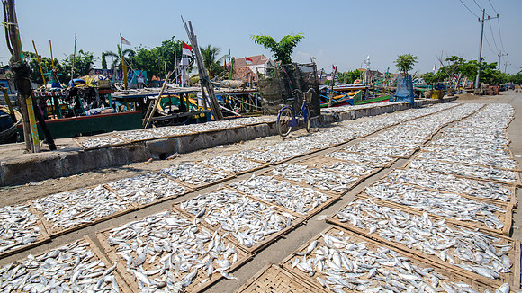Drying Fish in the Sun on Trays -2