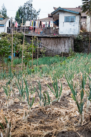 Wonotoro near Mt. Bromo. Onions Growing