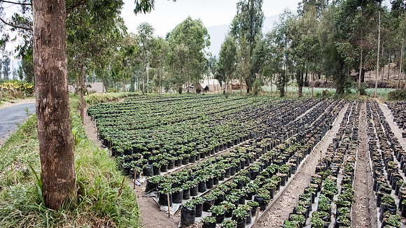 Wonotoro near Mt. Bromo. Strawberry Pots - 2