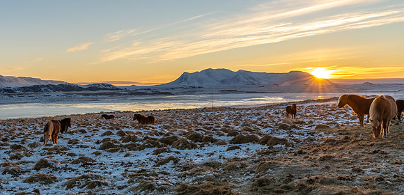 Icelandic Horses -3