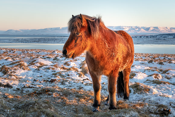 Icelandic Horses -5