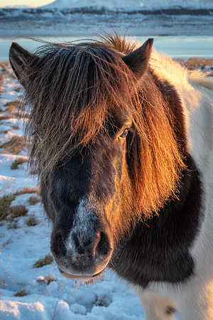 Icelandic Horses -6