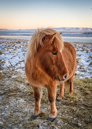 Icelandic Horses -1
