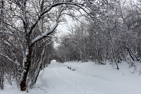Kálfastrandavogar by Lake Mývatn -3