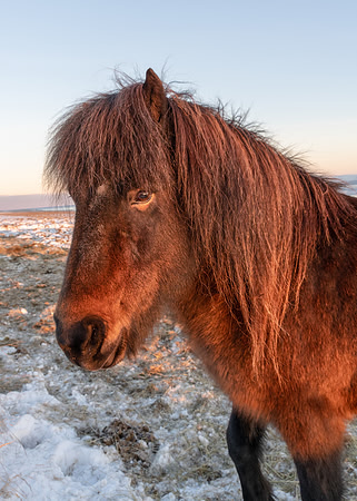 Icelandic Horses -4