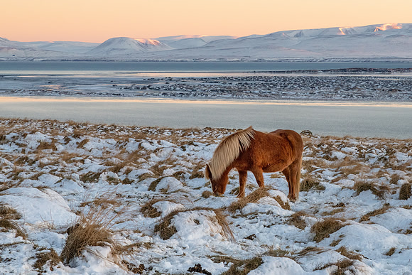Icelandic Horses -2