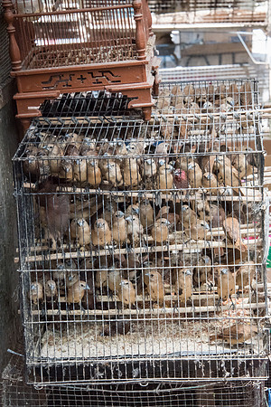 Bird Market - Wild Birds in Cages -5