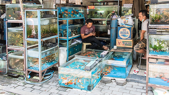 Pet Market - Fish - 1