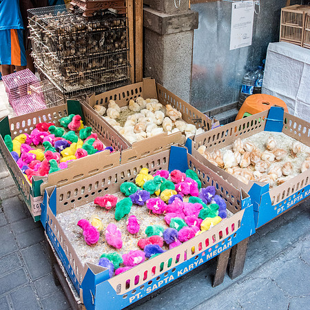 Bird Market - Dyed Baby Chicken for Children -1
