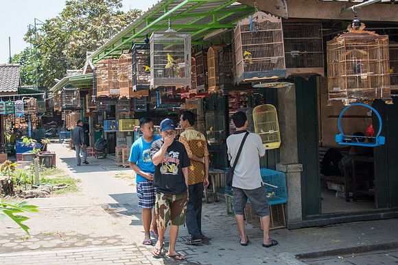 Bird Market - Wild Birds in Cages -7