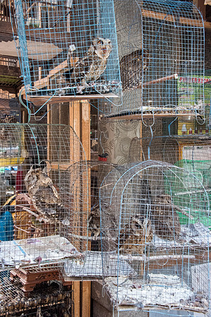 Bird Market - Wild Birds in Cages -6