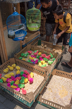 Bird Market - Dyed Baby Chicken for Children -2