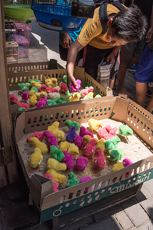 Bird Market - Dyed Baby Chicken for Children -3