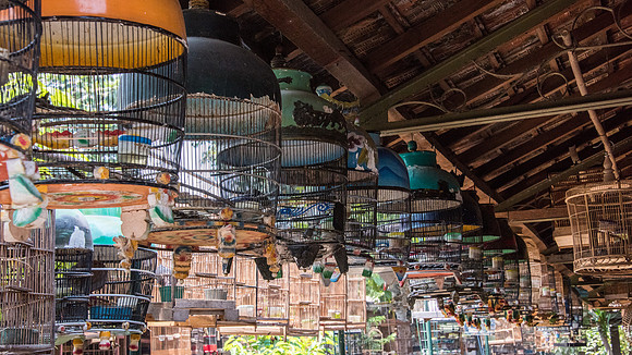 Bird Market - Wild Birds in Cages -2