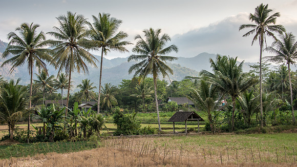 Farmland Around Borobudur -1
