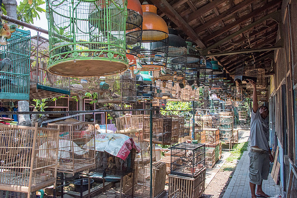 Bird Market - Wild Birds in Cages -3