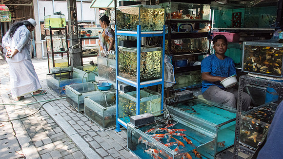 Pet Market - Fish - 3