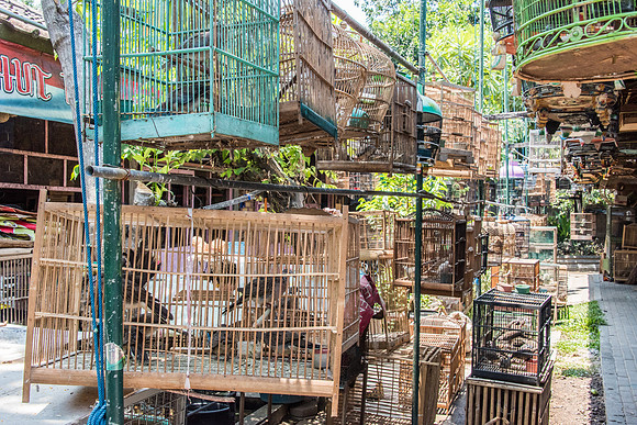 Bird Market - Wild Birds in Cages -1