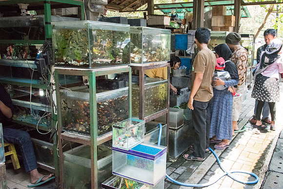Pet Market - Fish - 2