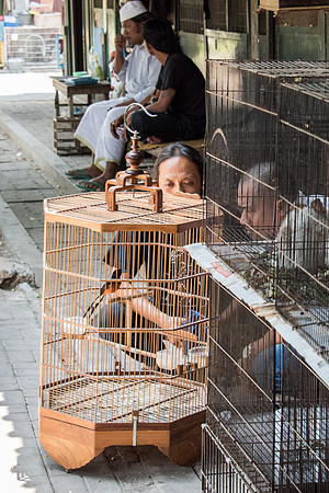 Bird Market - Wild Birds in Cages -8