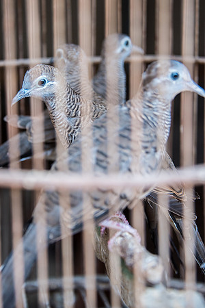 Bird Market - Wild Birds in Cages -4