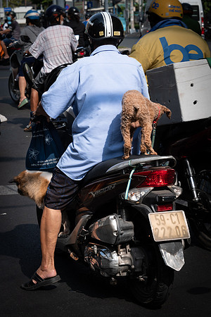 Dog on a Scooter